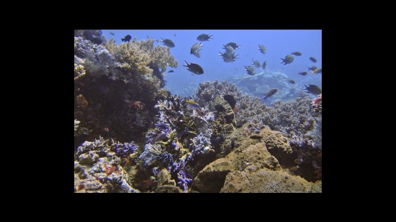 Concerto sottomarino per preservare barriera corallina in Florida