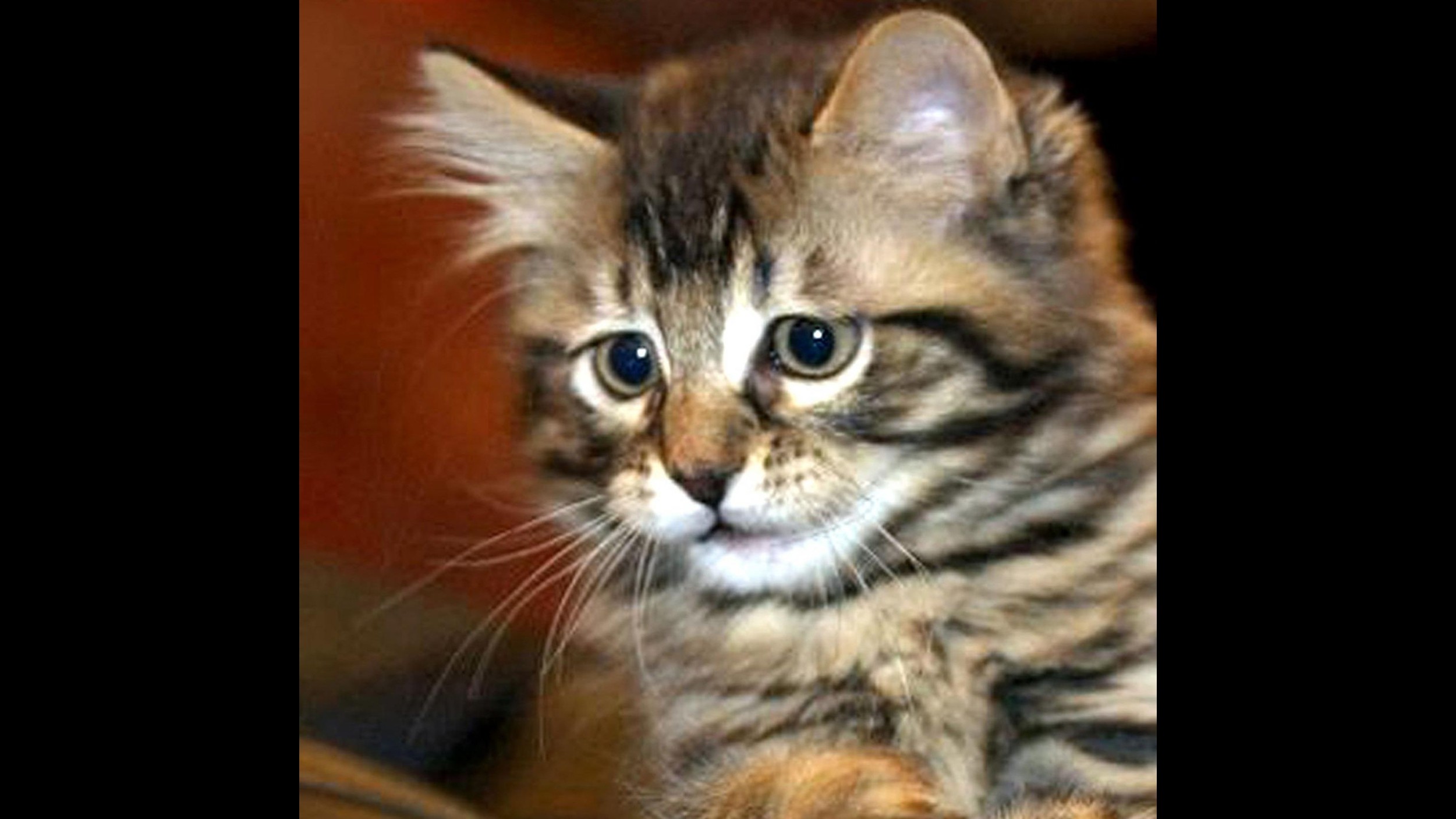 Bergamo, stalker uccide i gatti delle vittime: denunciato
