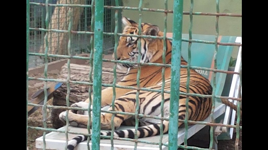 Trasferita in Germania la tigre Angela: fu trovata nel napoletano