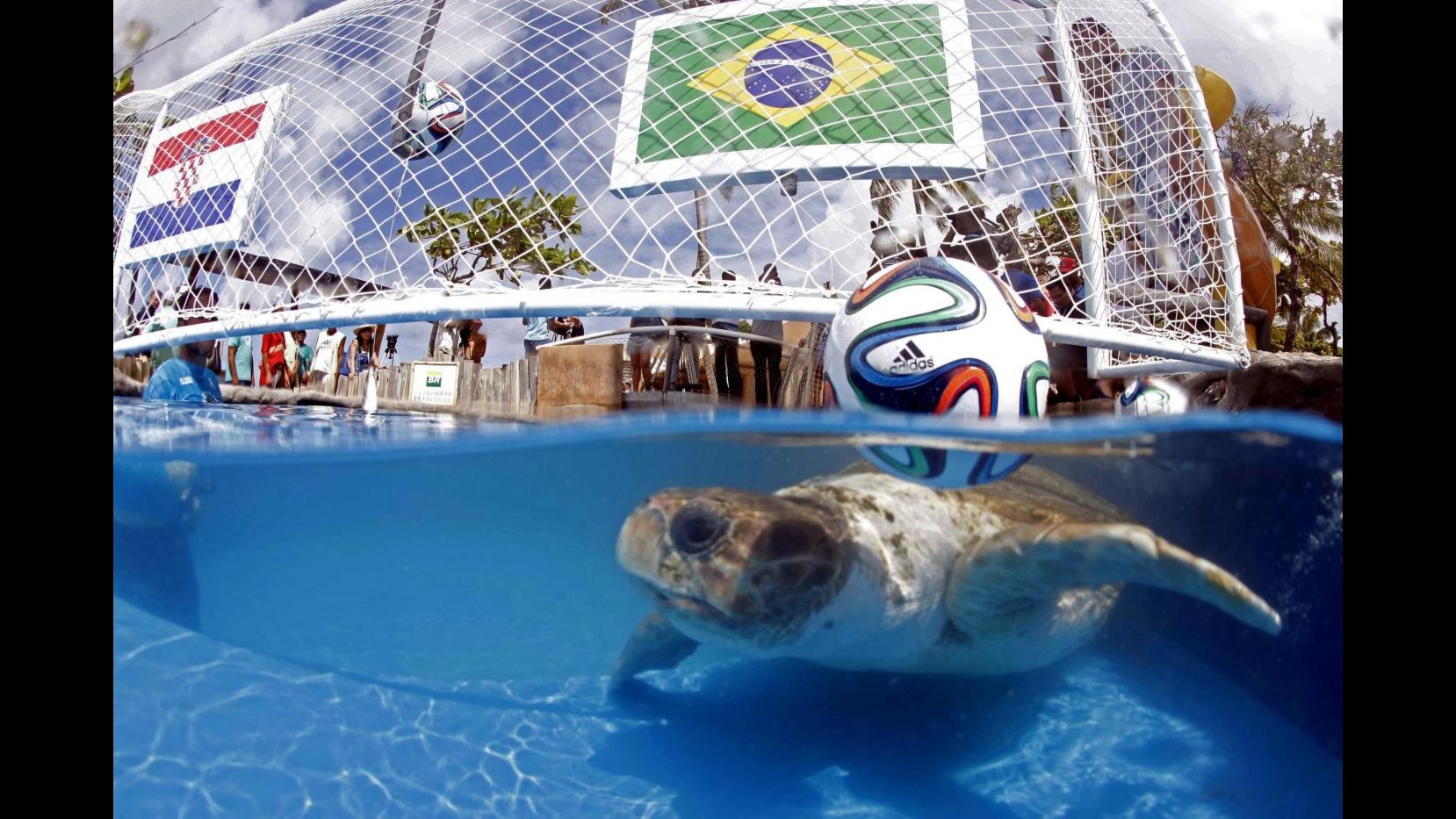 Mondiali 2014, per la tartaruga Cabecao stasera vince il Brasile