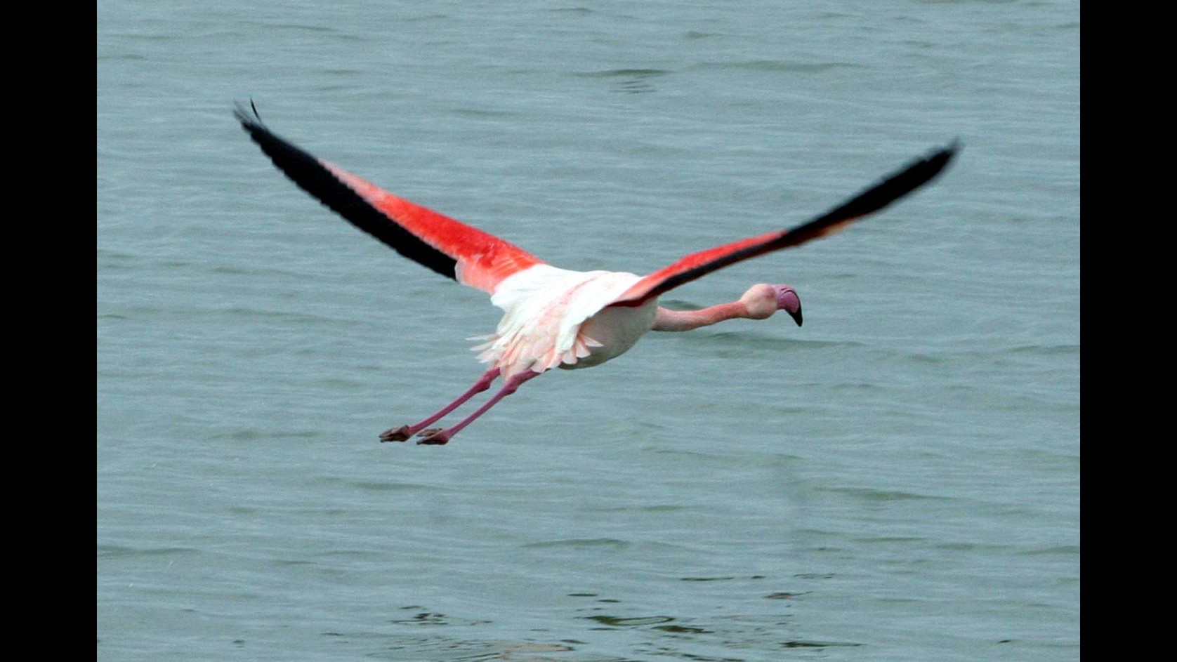 Calabria, avvistati nel cosentino fenicotteri rosa in viaggio verso sud