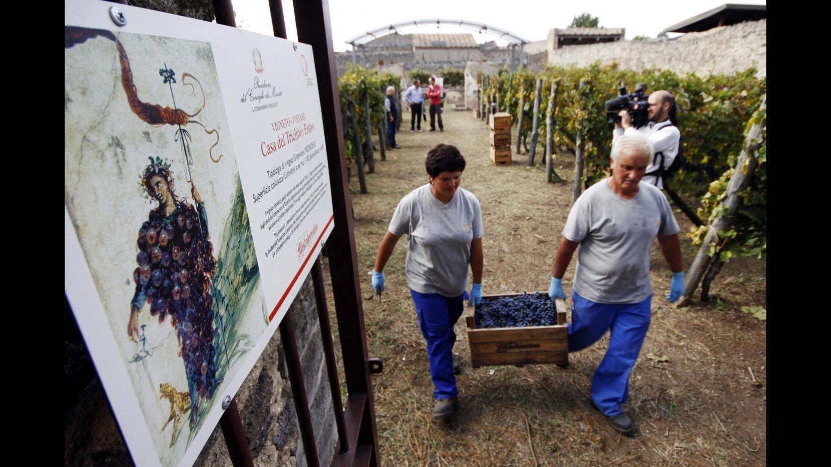 Mipaaf: Al via controlli per la vendemmia 2014