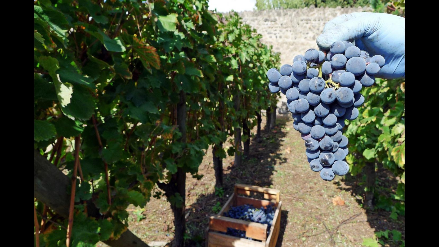 Coldiretti: Lunedì al via vendemmia in Italia, 10 giorni prima di 2013