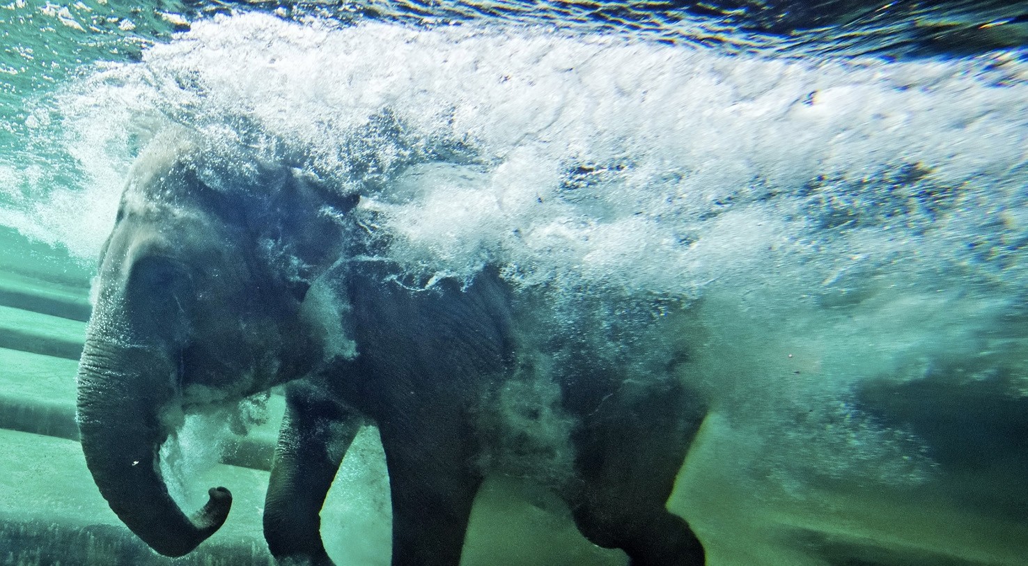 Allo zoo di Lipsia tra elefanti subacquei e cuccioli di gorilla