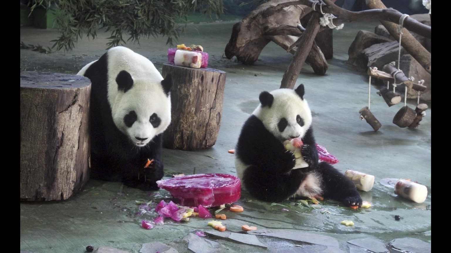 Panda gigante partorisce due gemelli in Cina: mistero sulla partenità