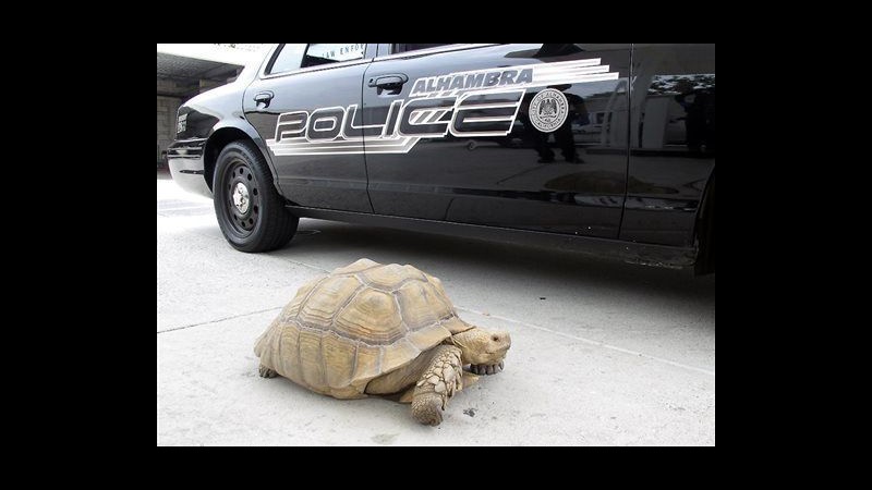 Usa, polizia cattura tartaruga in fuga e scherza: Siamo stati veloci
