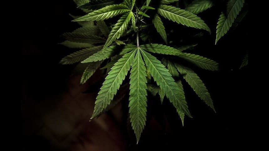 Droga, calano i consumi ma è allarme cannabis tra giovani