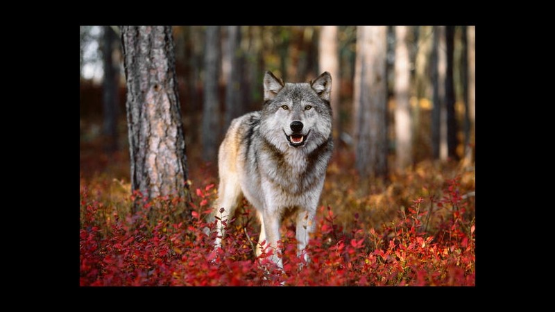 Wwf: Continua la strage di lupi, 5 azioni per salvarli