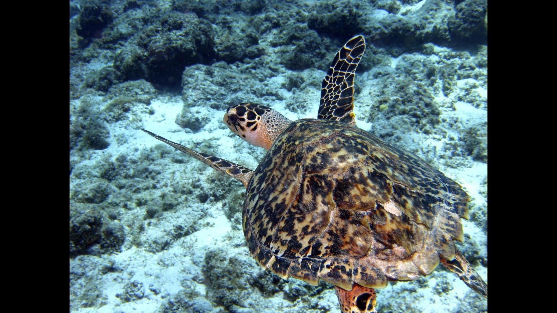 Vibo Valentia, tartaruga Caretta caretta fa le uova tra gli ombrelloni