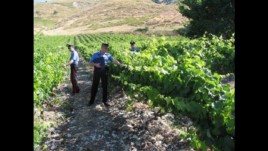 Reggio Calabria, coltivano 4200 piante cannabis a Rosarno: 5 arresti