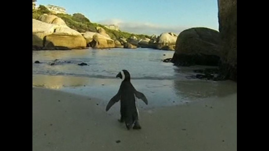 I pinguini sudafricani sono a rischio: l’allarme degli esperti