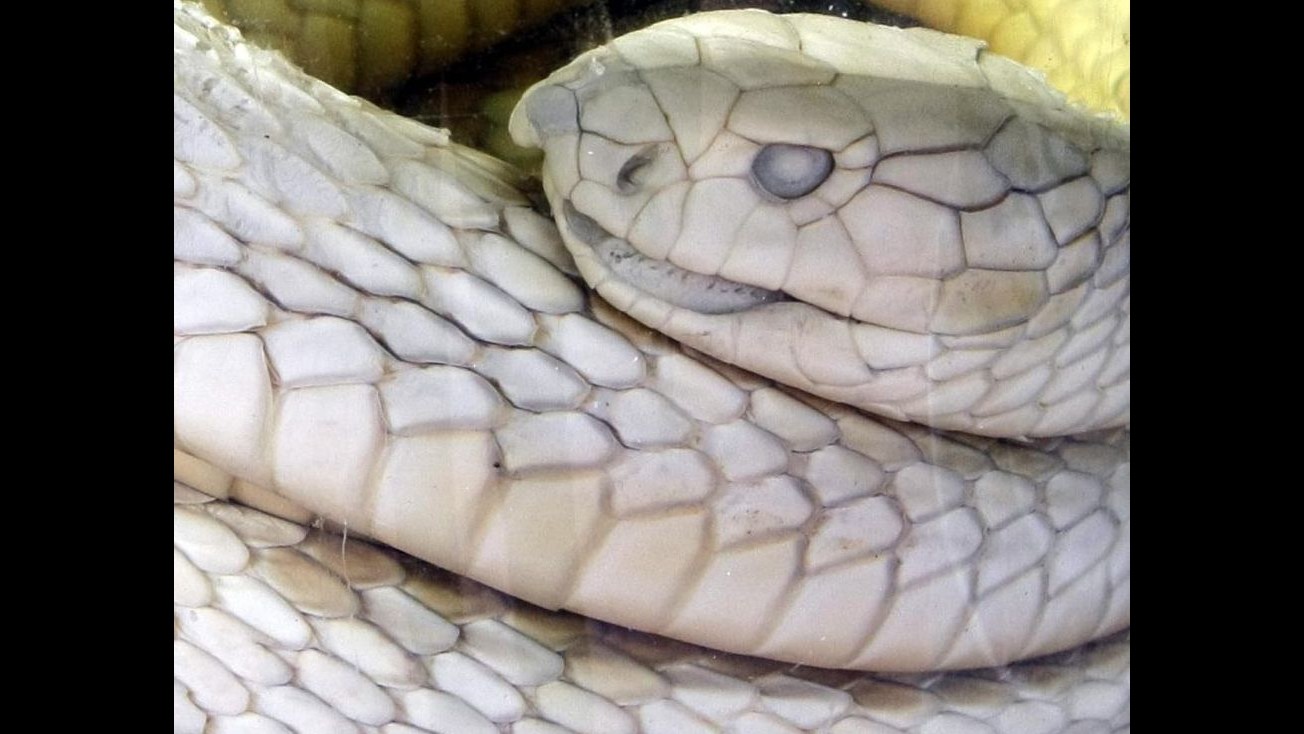 Trova grosso serpente nella doccia: scoperta choc per una anziana a Roma