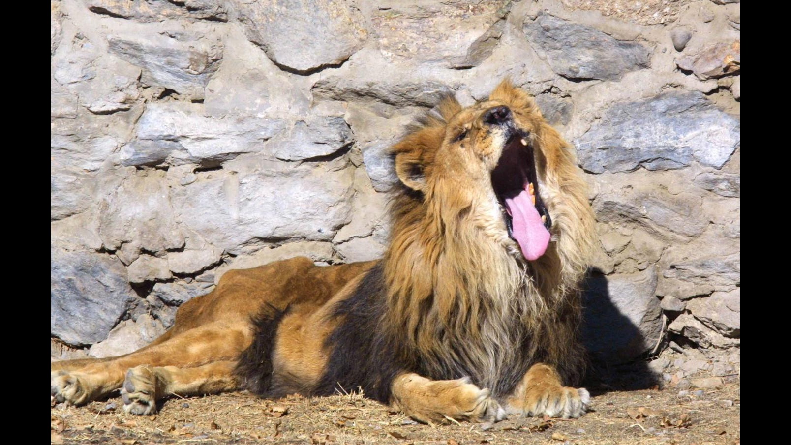 Perù, tre leoni sottratti a maltrattamenti e abusi nei circhi