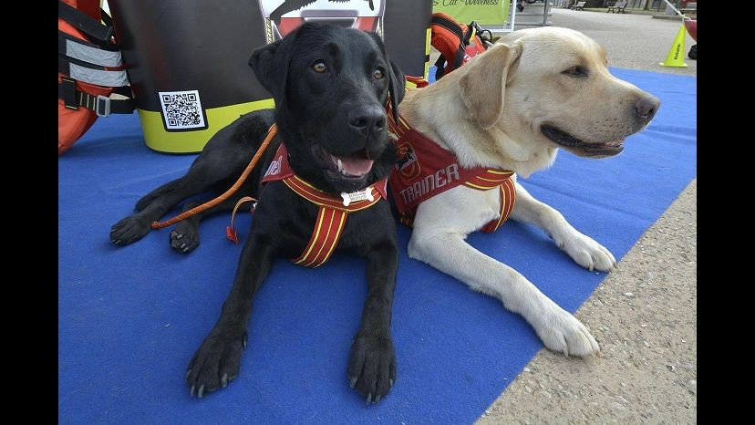 Genova, a San Rocco di Camogli torna premio internazionale Fedeltà cane