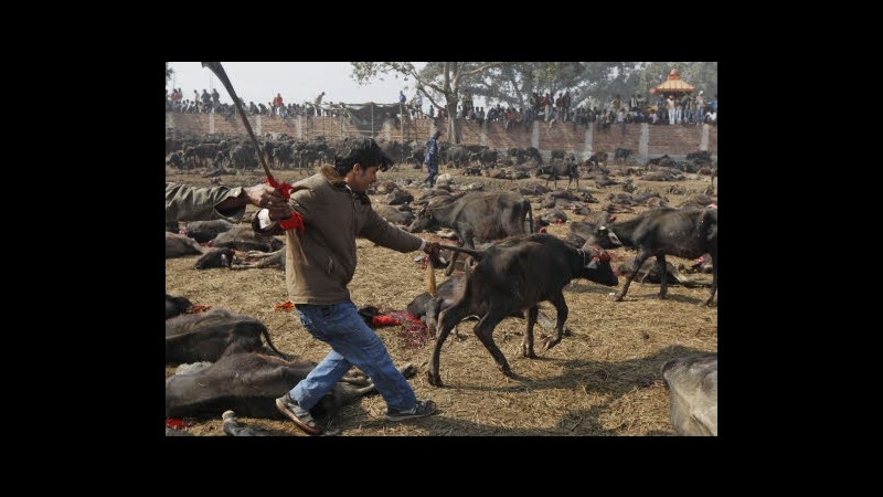 Nepal, allarme animalisti: Torna il massacro rituale degli animali