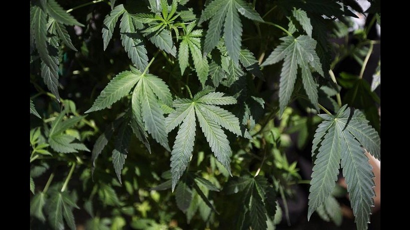 Catania, scoperta piantagione cannabis di 250 metri quadri