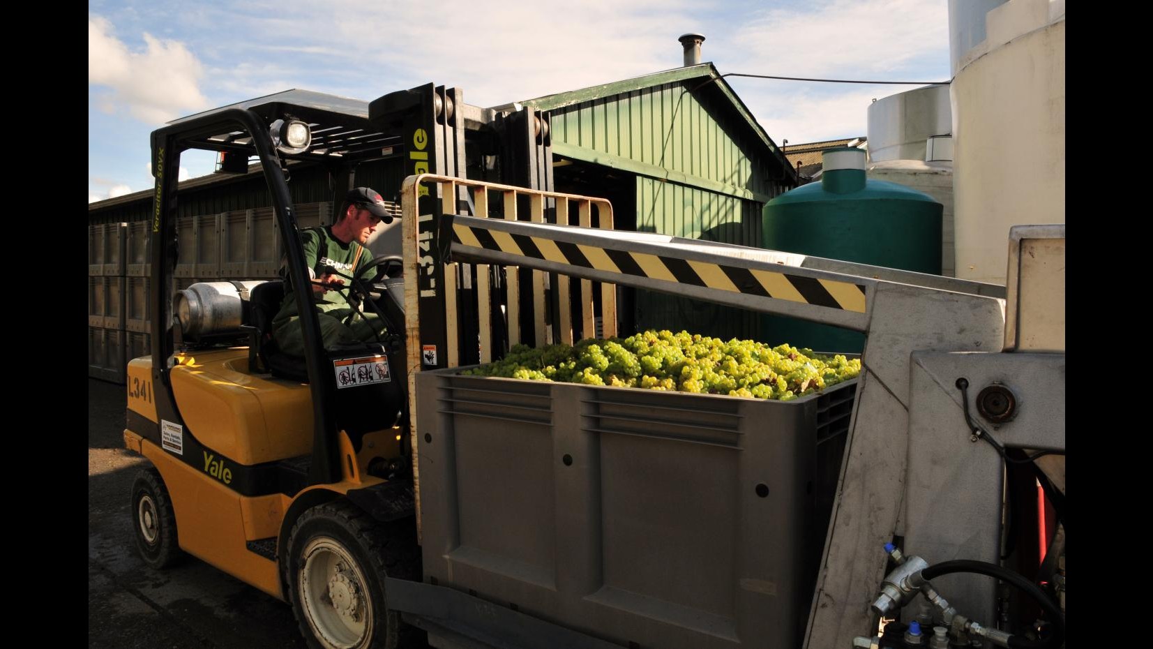 Coldiretti: Vendemmia al via, 40% vini Doc, 1.25 mln posti lavoro