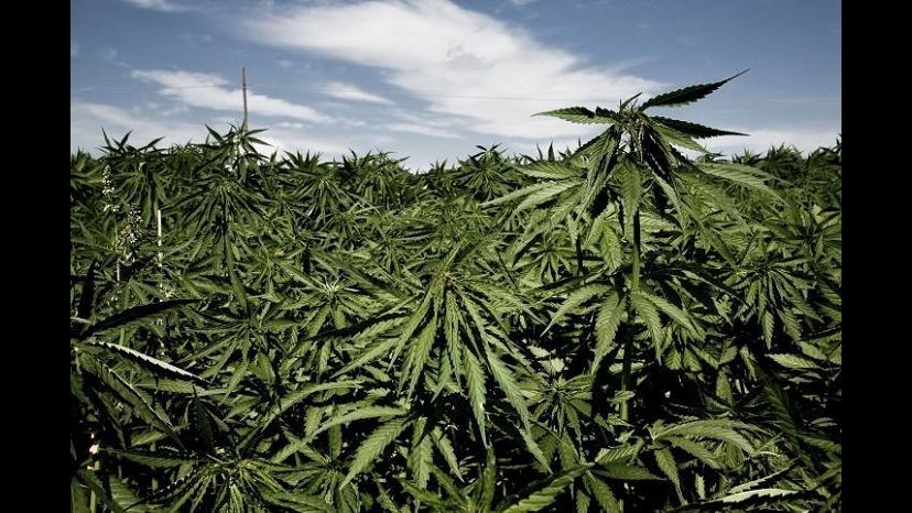 Lecce, 19enne in vacanza a casa dei genitori coltivava marijuana