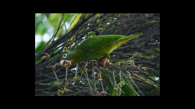 Porto Rico, nati due pappagalli di specie in via d’estinzione