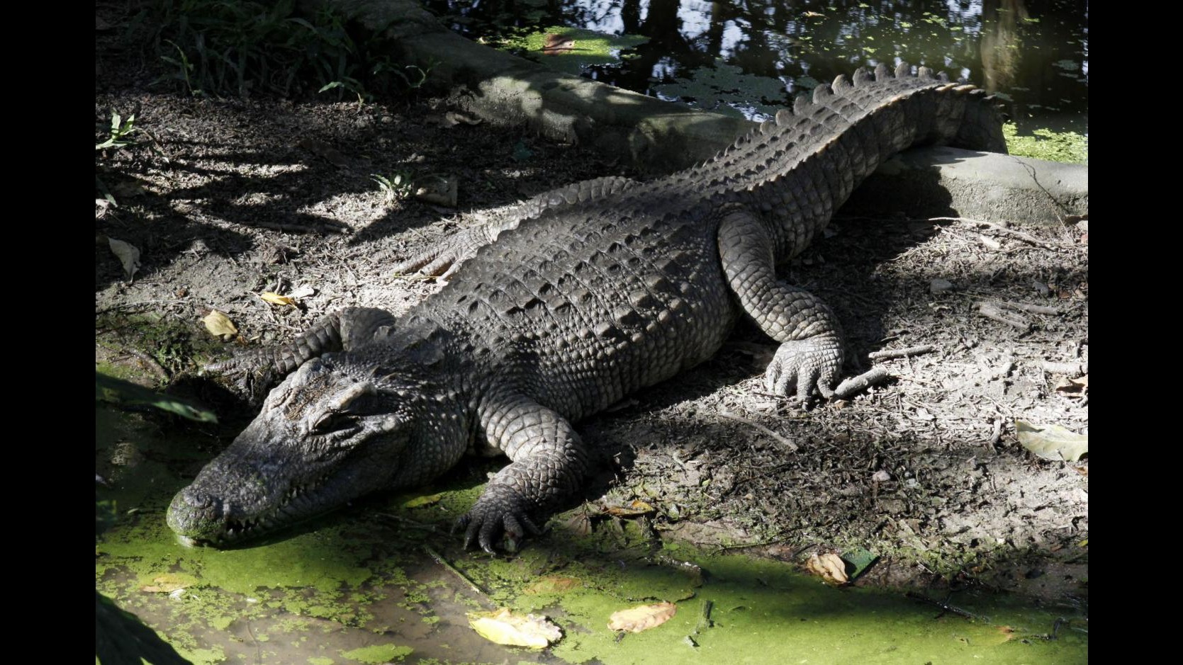 Australia, 26enne ucciso da coccodrillo mentre fa bagno in fiume