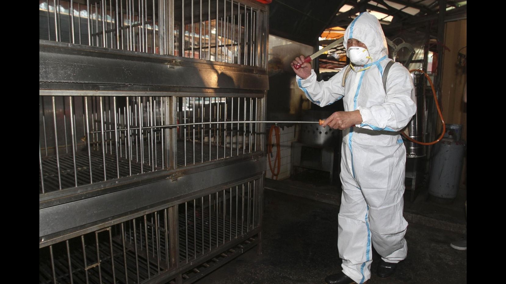 Aviaria, ministero Salute: Rilevato secondo focolaio nel bolognese