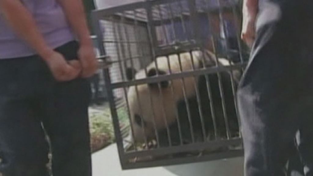 Cina, 2 panda giganti al corso di sopravvivenza nella natura