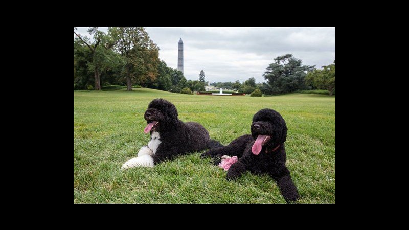 Usa, alla Casa Bianca arriva Sunny: è la nuova compagna del cane Bo