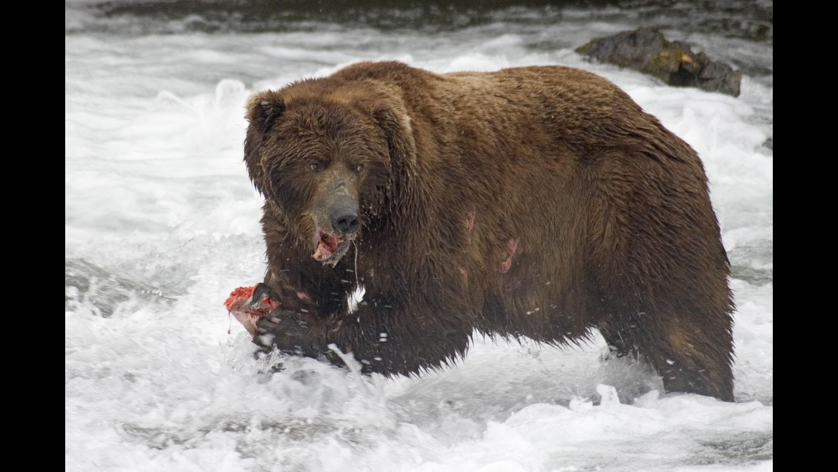 Legambiente: un altro orso trovato morto in Abruzzo
