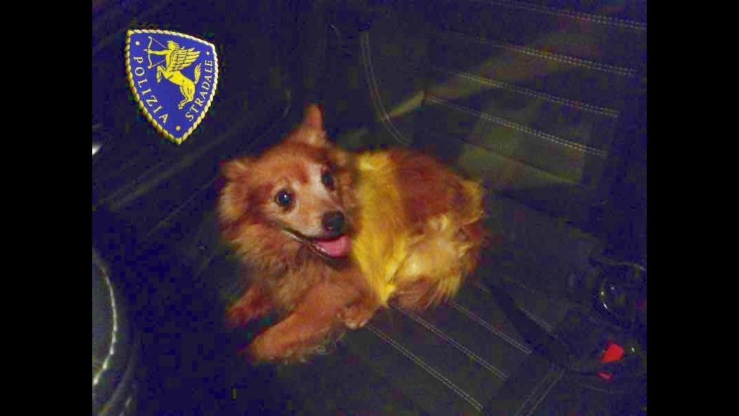 Genova, poliziotti salvano cane cieco: vagava di notte in autostrada