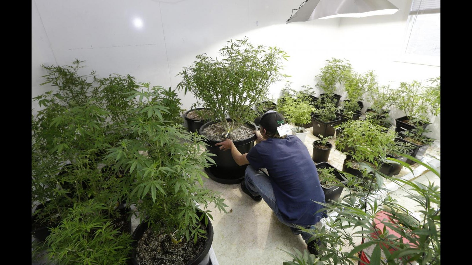 Reggio Calabria, scoperto vivaio di droga: due arresti