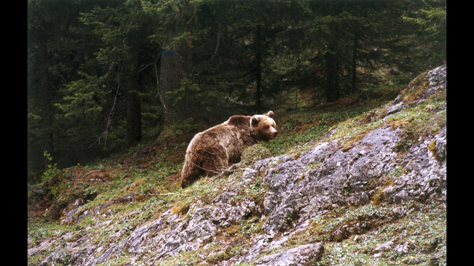 Trento, Aidaa denuncia Galletti e Rossi per la morte dell’orsa Daniza