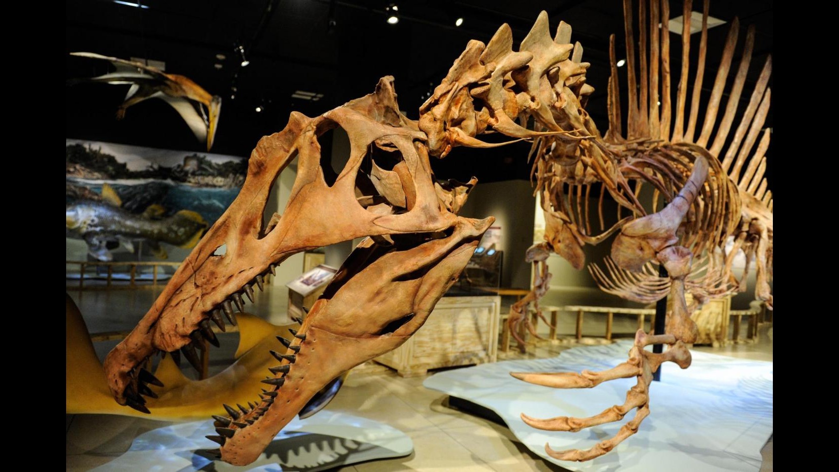 Scoperto un dinosauro che sapeva nuotare: era più grande del T-Rex