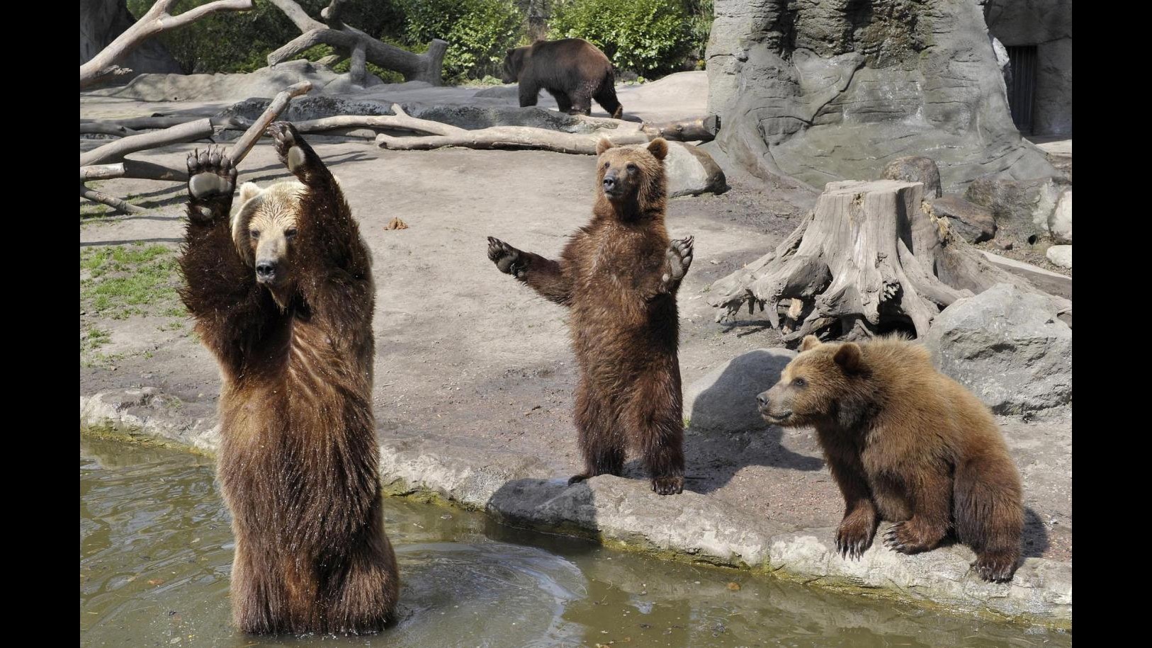 Enpa: Dopo morte di orsa Daniza, ora è allarme per i cuccioli