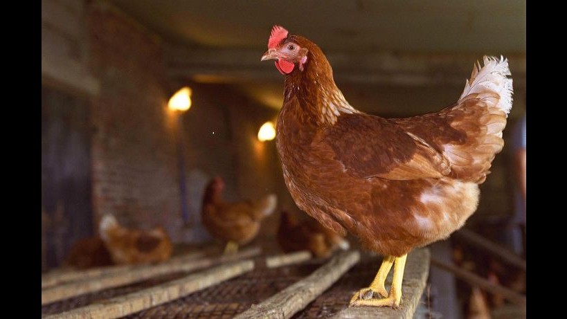 Ferrara, aviaria in allevamento galline: abbattuti 128mila capi