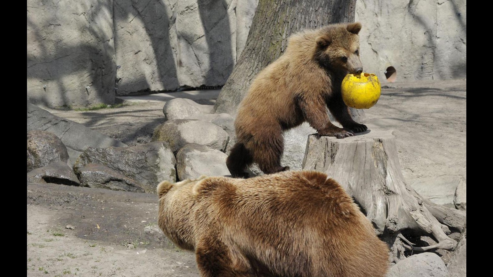 Wwf: Cattura orsa Daniza non necessaria, si faccia chiarezza
