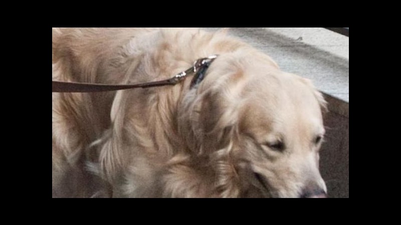 Cagliari, cane sprovvisto di biglietto sulla metro: multato