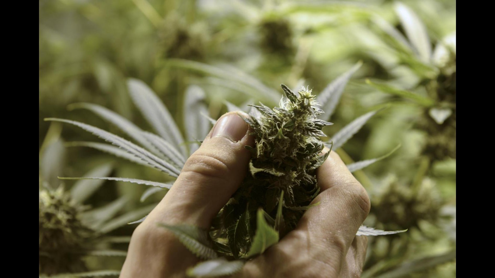 Bari, controlli carabinieri: 5 arresti e 4 piante marijuana sequestrate