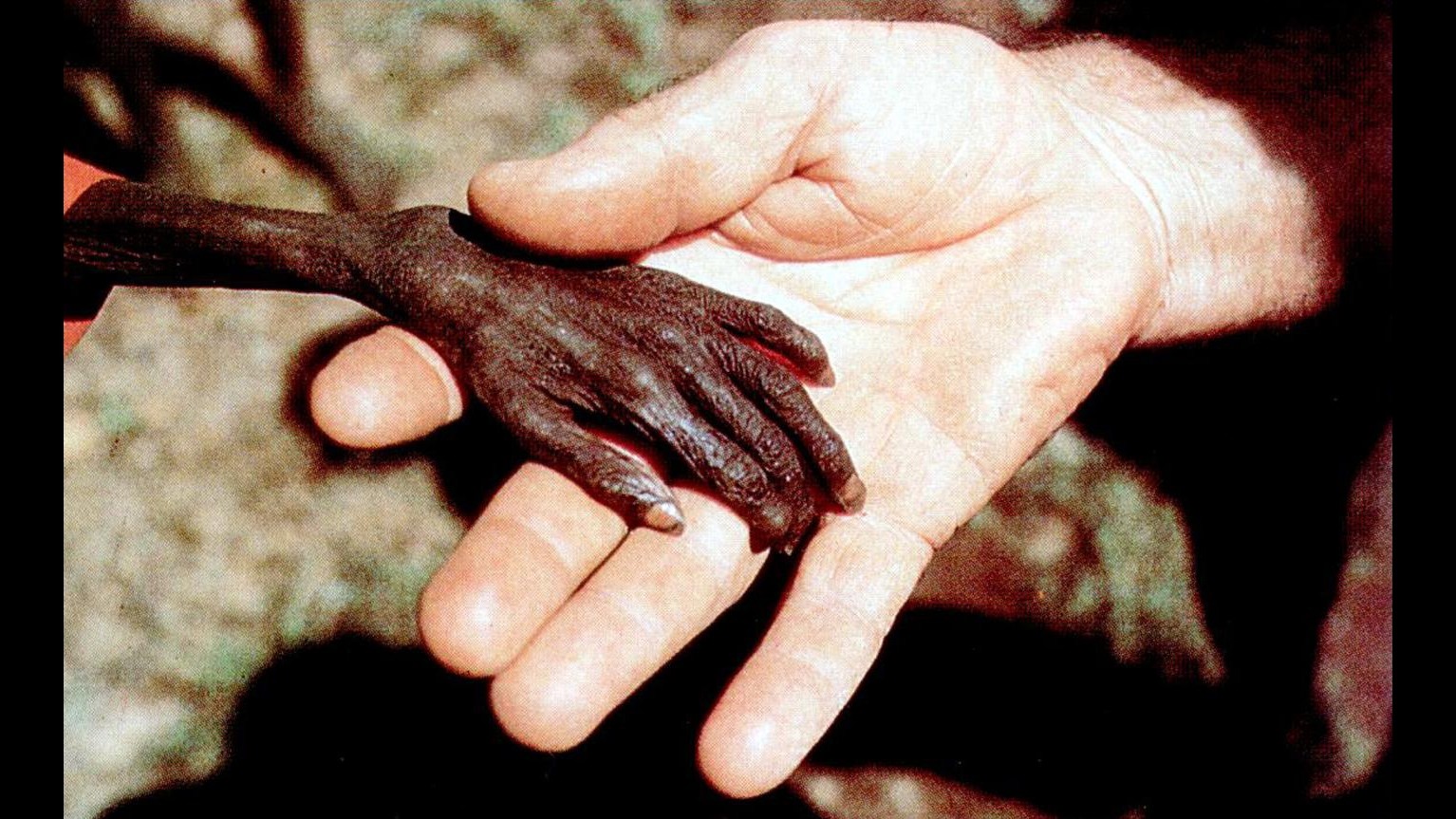 Fao: Dimezzare fame nel mondo nel 2015 è a portata di mano