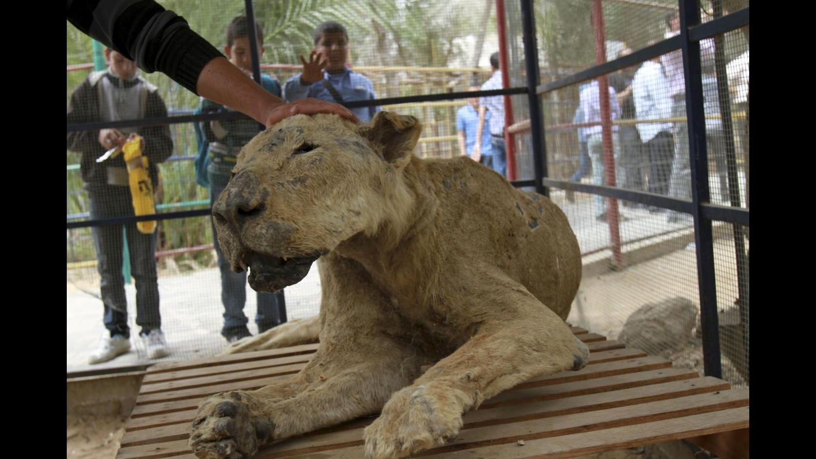 Gaza, guerra lascia conseguenze anche per animali: problemi allo zoo