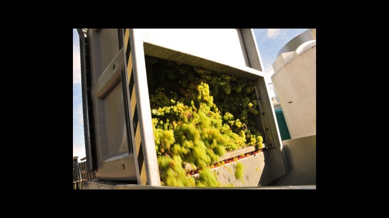 Sequestrati 7mila ettolitri di vini toscani non tracciabili
