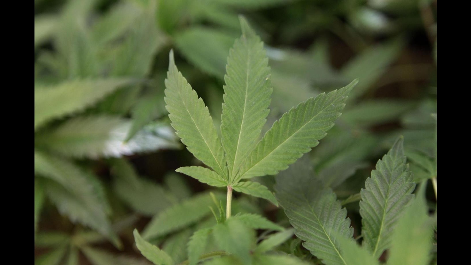Sequestrate 2 tonnellate di droga e 2 mln euro: 36 arresti a Firenze
