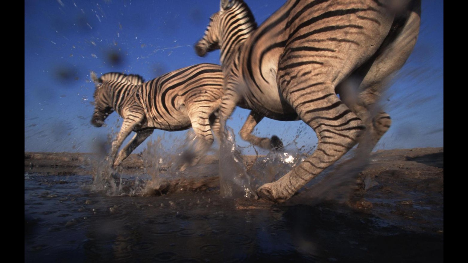 Wwf: Tra 1970 e 2010 fauna selvatica diminuita del 52%