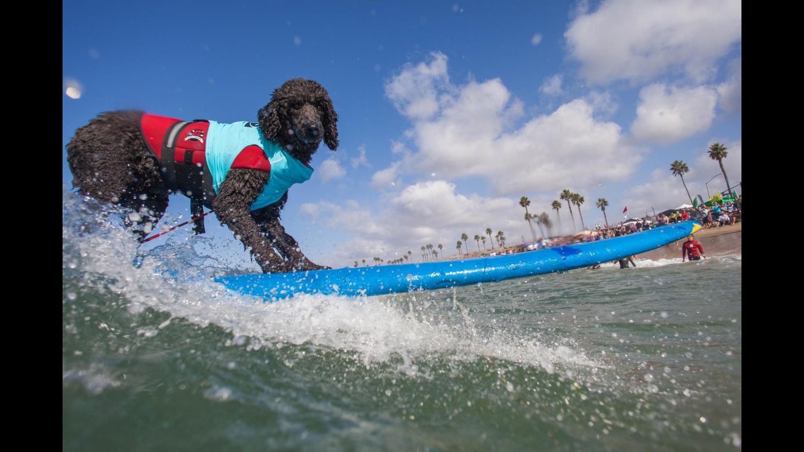 In California 60 cani si sfidano per diventare campioni di surf