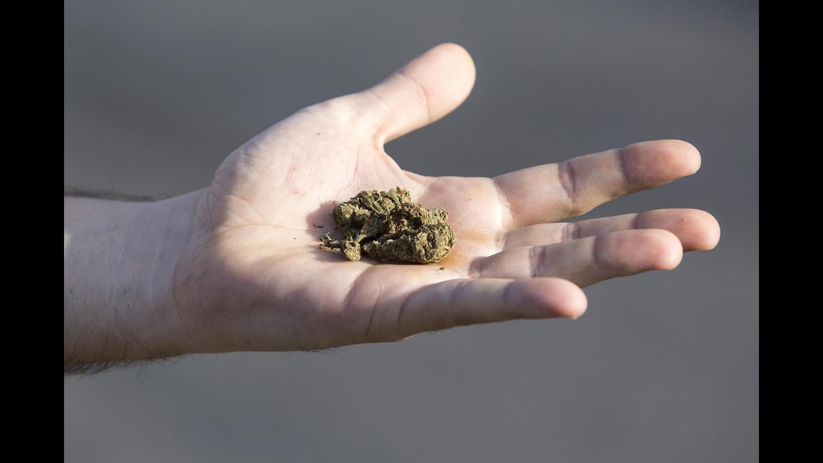 Bologna, tre etti di hashish sotterrati al parco