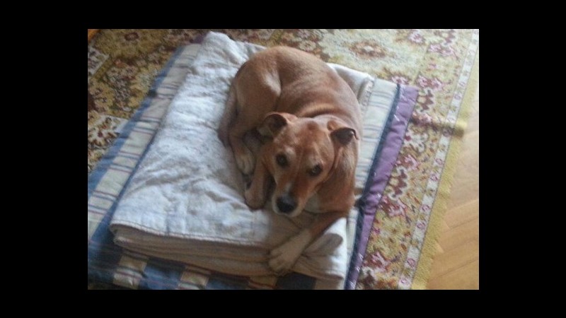 Ebola, animalisti a casa infermiera spagnola per salvare cane: scontri