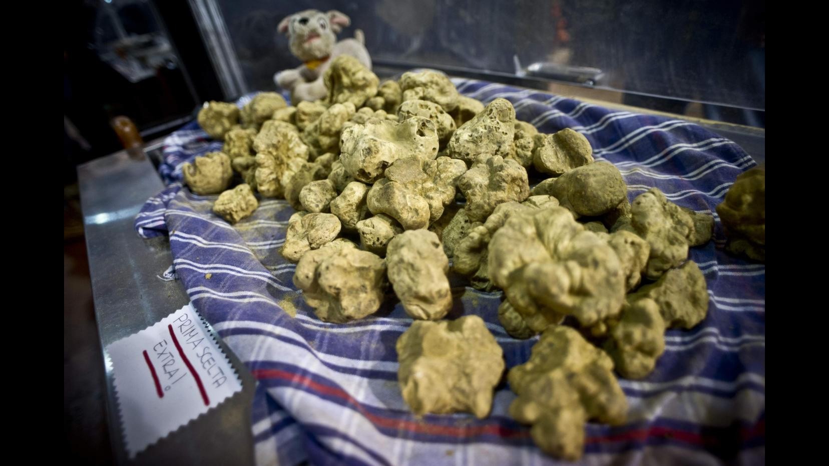 Coldiretti: Schizzano prezzi tartufo, +50% in un mese