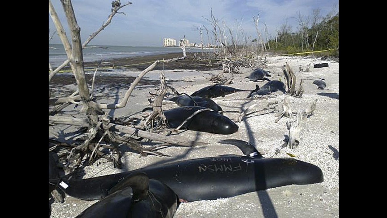 Balene spiaggiate: salgono a 48 i cetacei morti in Nuova Zelanda