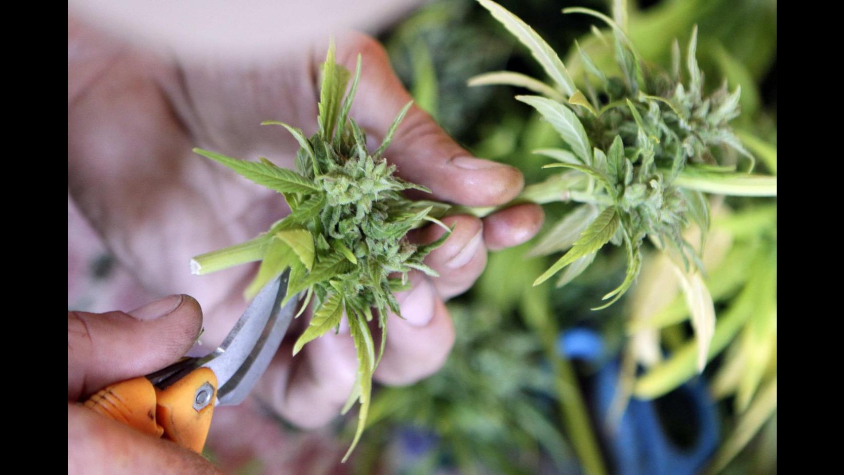 SCHEDA Usa, midterm: 147 referendum, da marijuana ad aborto ad armi