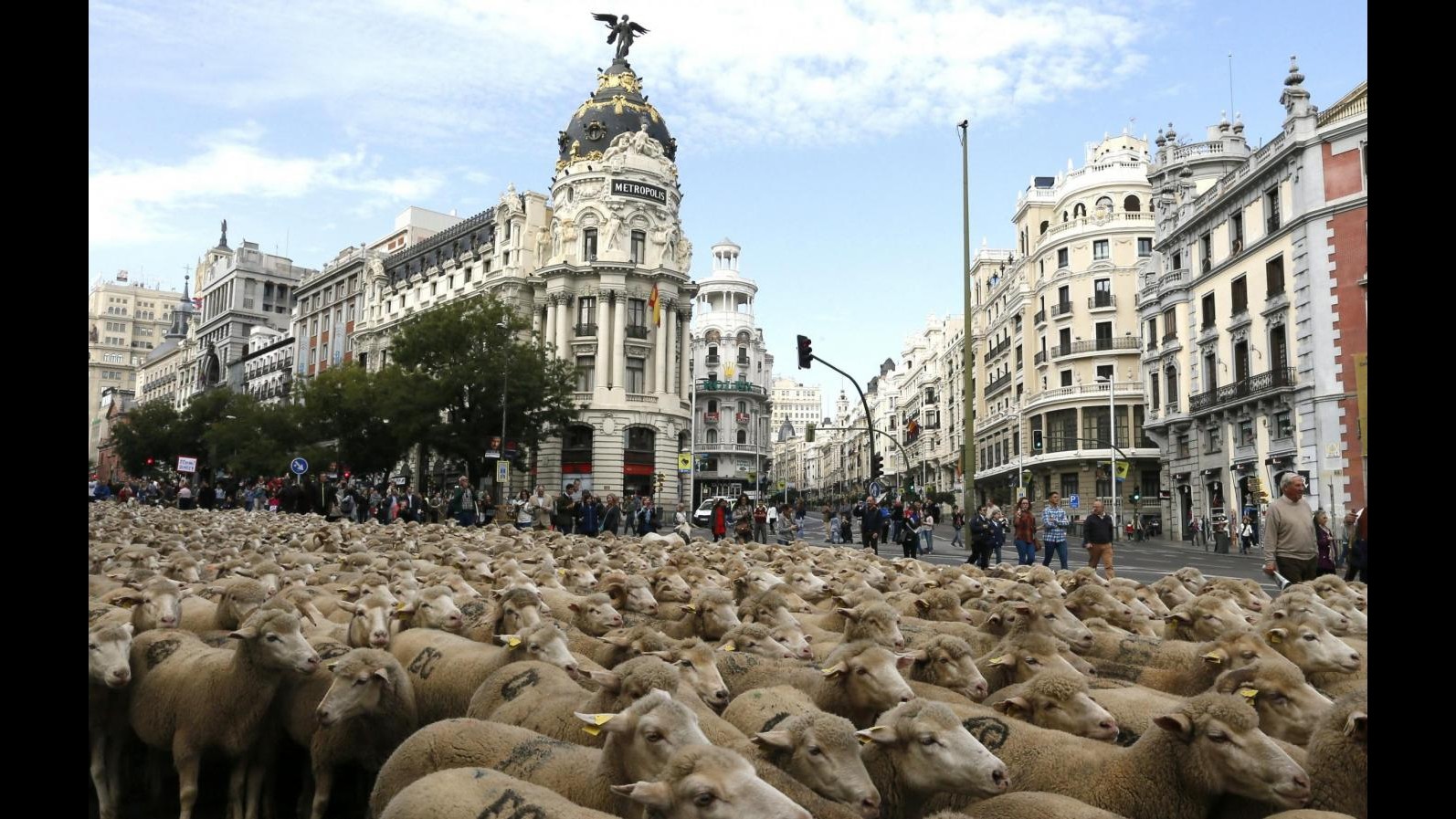 Spagna, 2mila pecore a Madrid per il festival della transumanza