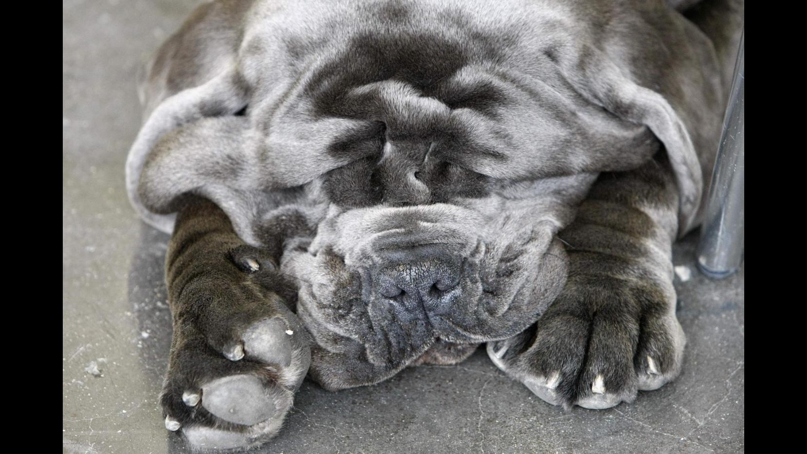 Sesso a tre con il mastino napoletano, vicina di casa chiama l’Aidaa